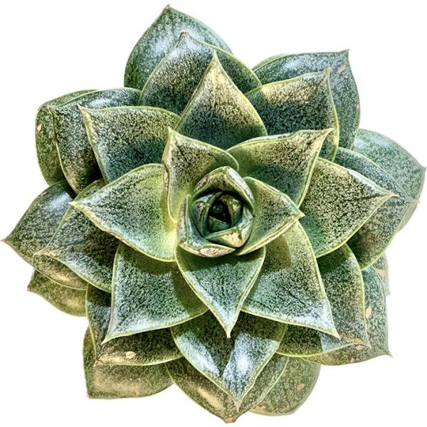 Echeveria Purpusorum Rose A.Berger