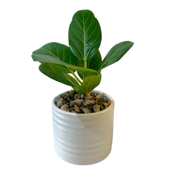 Ficus Audrey Potted - Image 2