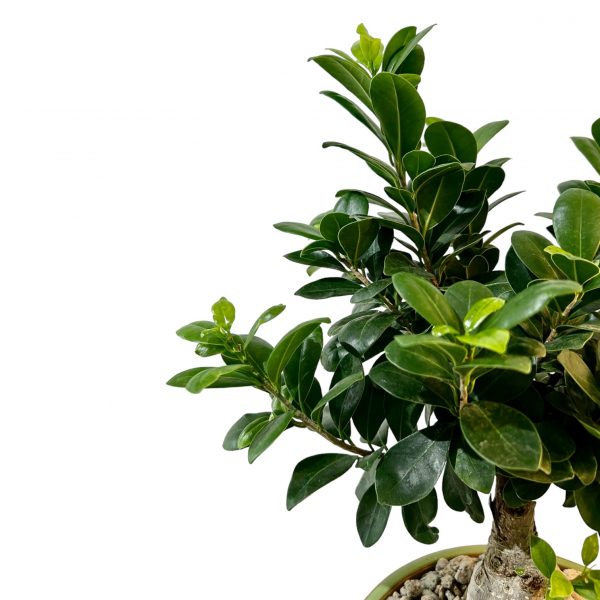 Ficus Bonsai - Image 4