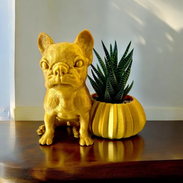 Haworthia with Frenchie