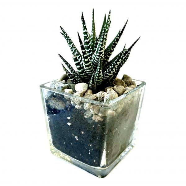 2" Potted Howarthia - Image 2