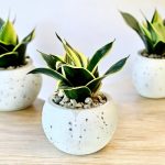 Snake in Moon Pot