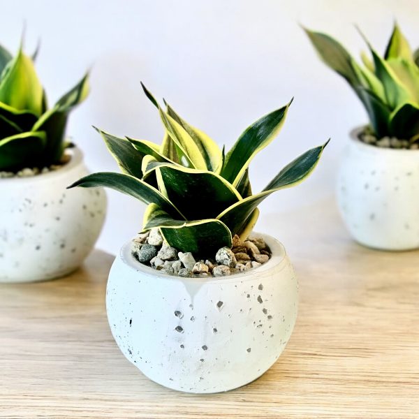 Snake in Moon Pot