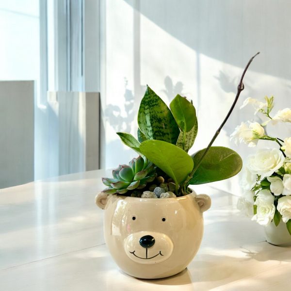 Terrarium Bear