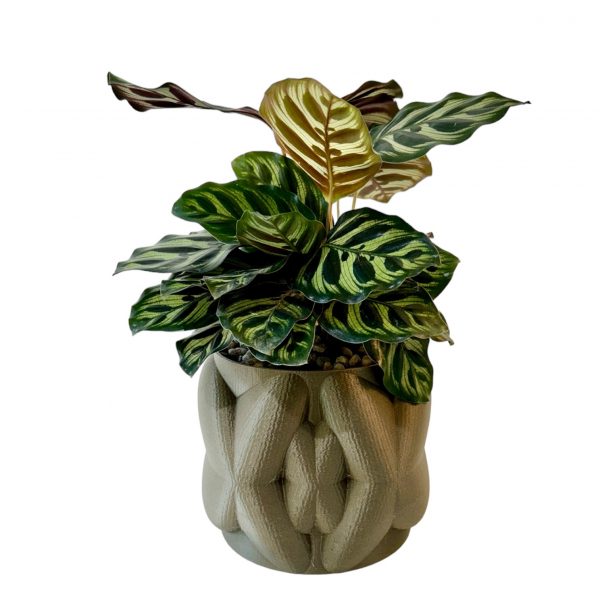 Calethea in Hugs & Kisses Pot - Image 2
