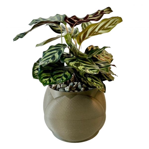 Calethea in Hugs & Kisses Pot - Image 4