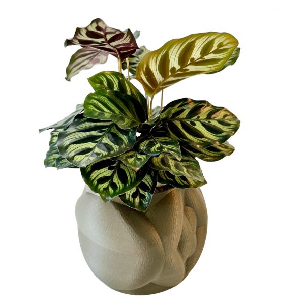 Calethea in Hugs & Kisses Pot - Image 3