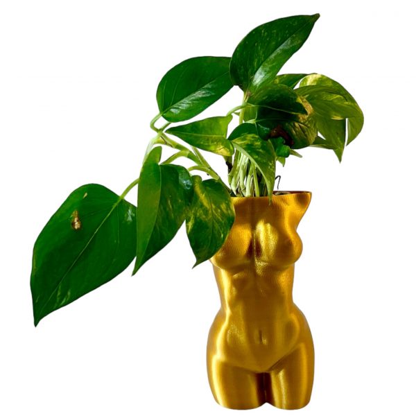 Pothos in Golden Girl Pot - Image 3