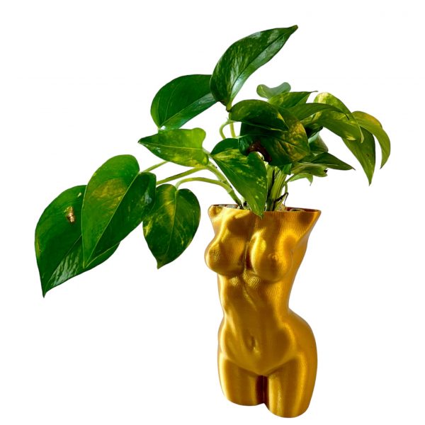 Pothos in Golden Girl Pot - Image 4