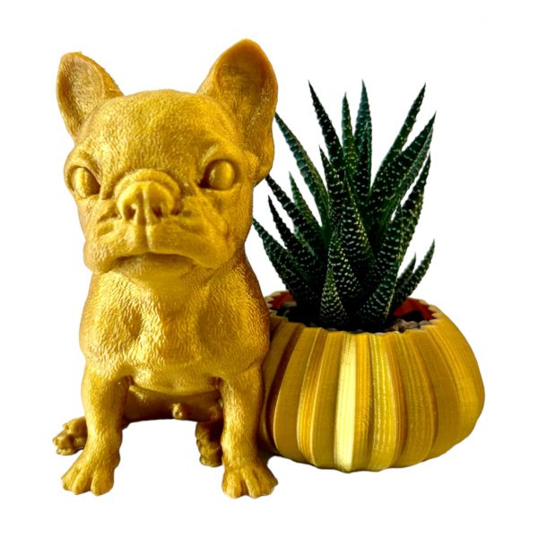 Haworthia with Frenchie - Image 3