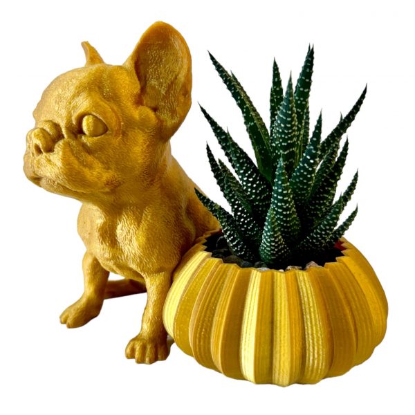 Haworthia with Frenchie - Image 4
