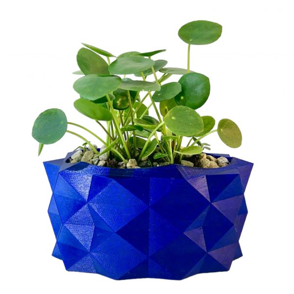 Pilea in Narrow Blue Alligator - Image 3