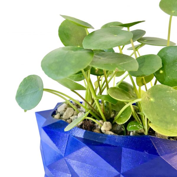 Pilea in Narrow Blue Alligator - Image 4