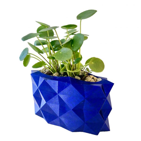 Pilea in Narrow Blue Alligator - Image 5