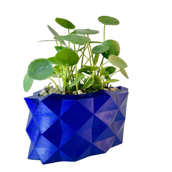 Pilea in Narrow Blue Alligator - Image 6