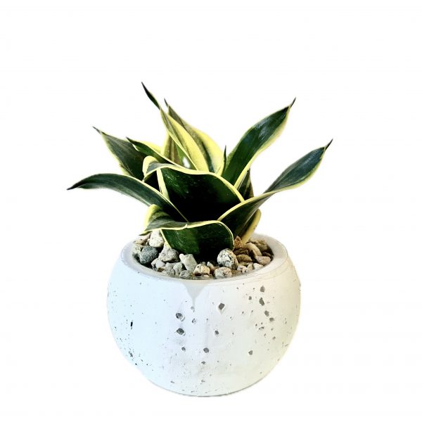Snake in Moon Pot - Image 2