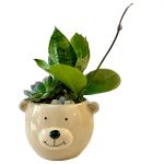 Terrarium Bear - Image 2