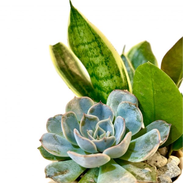 Terrarium Bear - Image 3