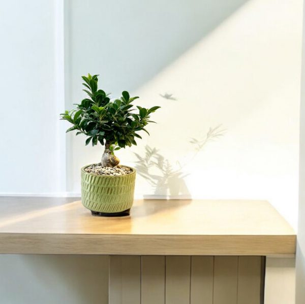 Ficus Bonsai - Image 2