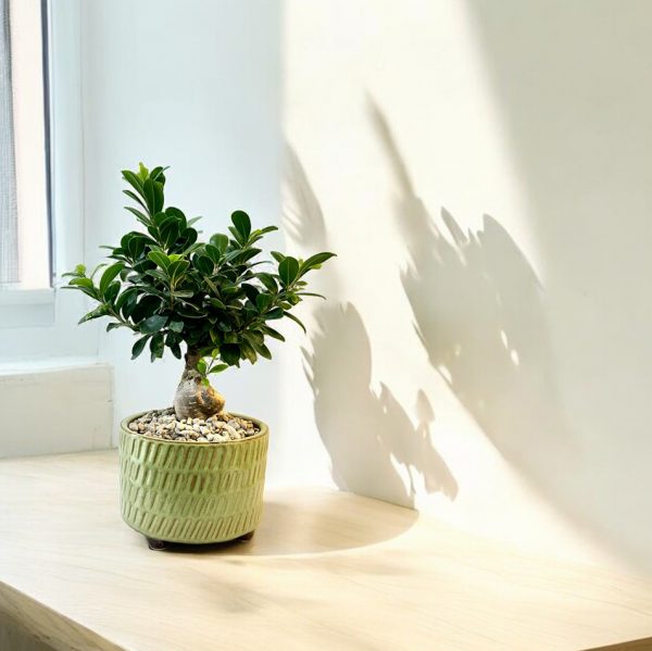 Ficus Bonsai