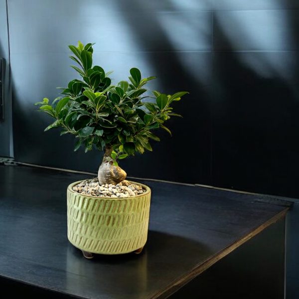 Ficus Bonsai - Image 3