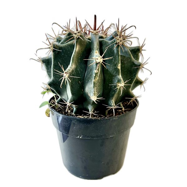 Melocactus Pachyacanthus