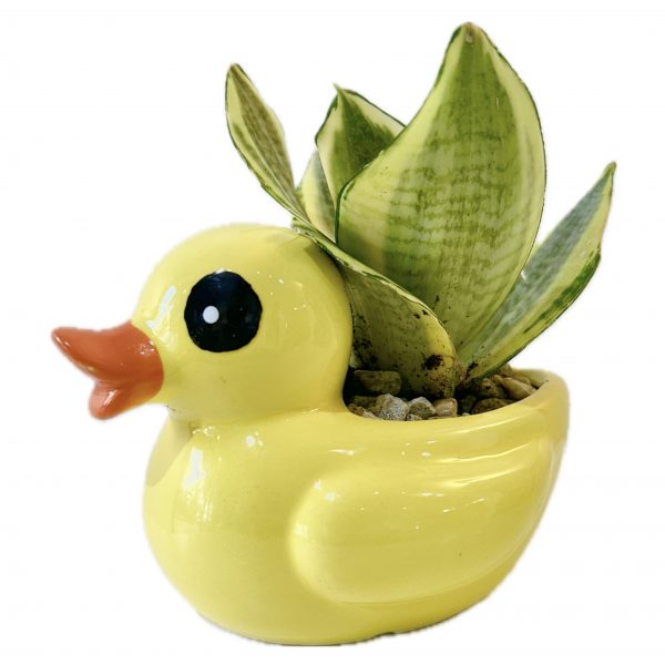Duck - Image 2