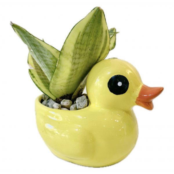 Duck - Image 4