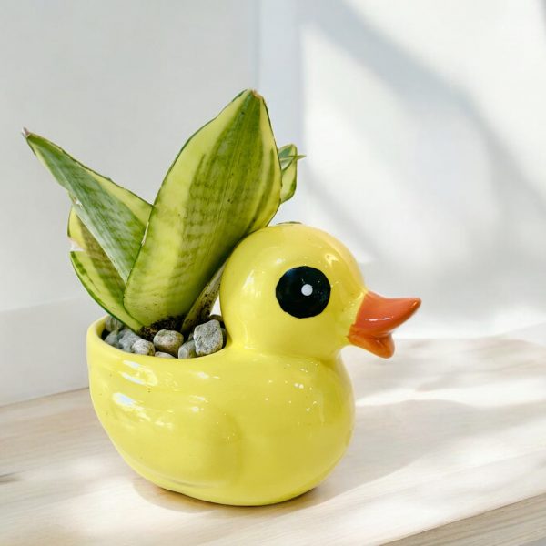 Duck