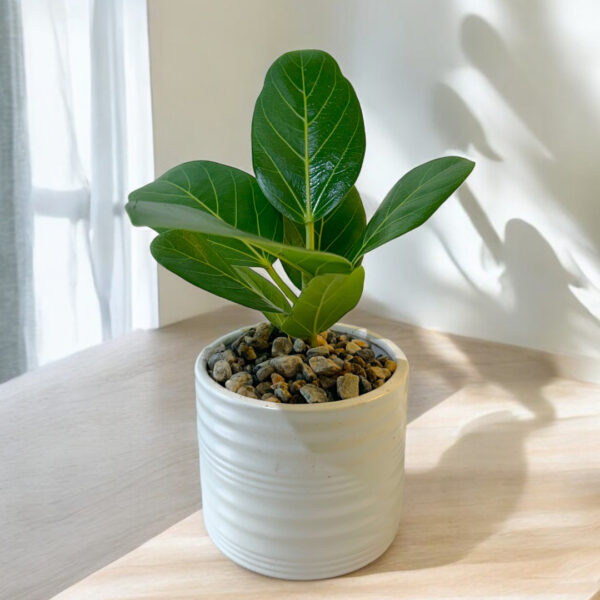 Ficus Audrey Potted