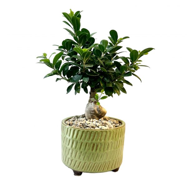 Ficus Bonsai - Image 5