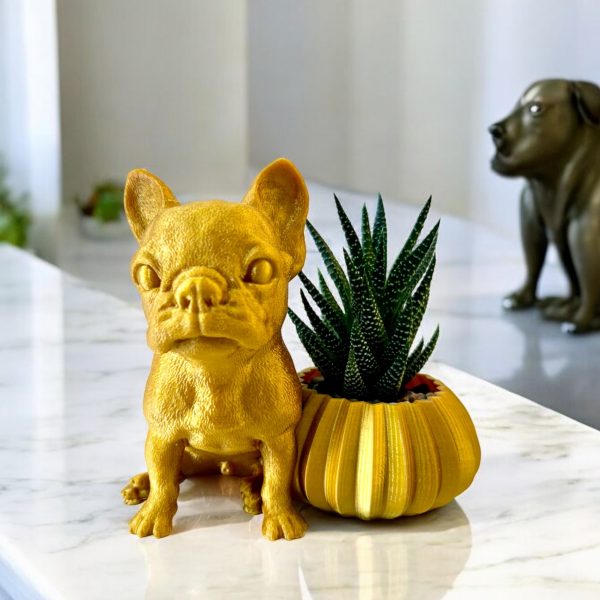 Haworthia with Frenchie - Image 2