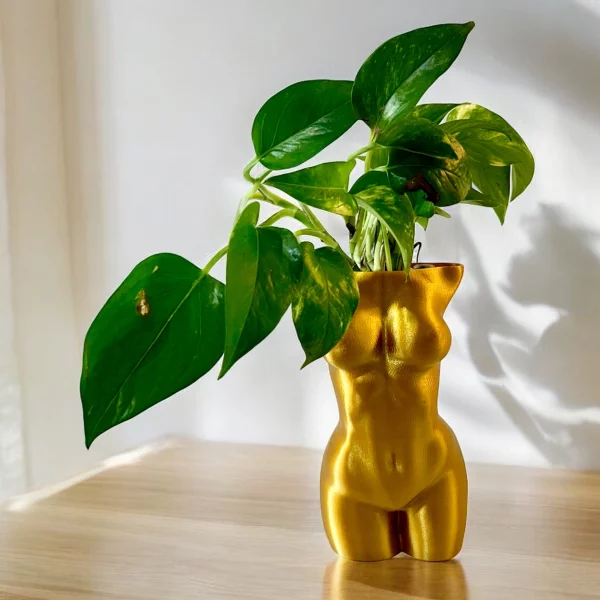 Pothos in Golden Girl Pot