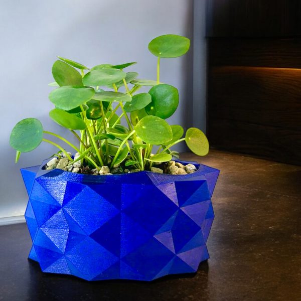 Pilea in Narrow Blue Alligator