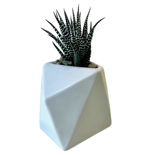 SUCCULENT IN GEO POT - Image 4
