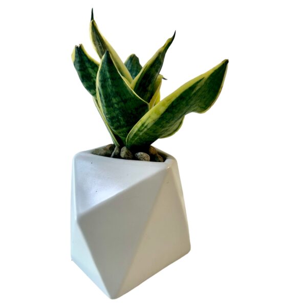 SUCCULENT IN GEO POT - Image 5