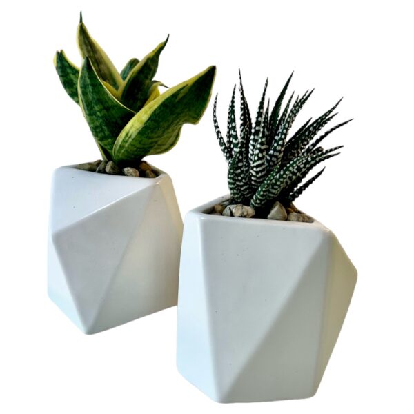 SUCCULENT IN GEO POT - Image 6