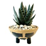 Aloe in Ghana Pot - Image 2
