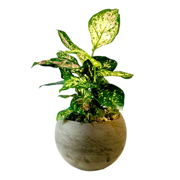 Aglaonema in Astrid Pot - Image 2