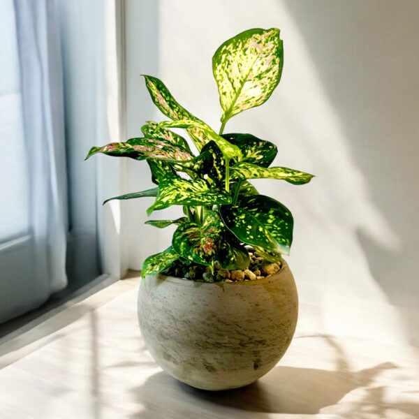 Aglaonema in Astrid Pot