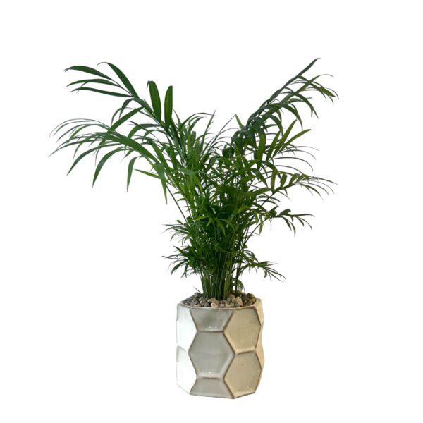Bella Palm Potted - Image 2