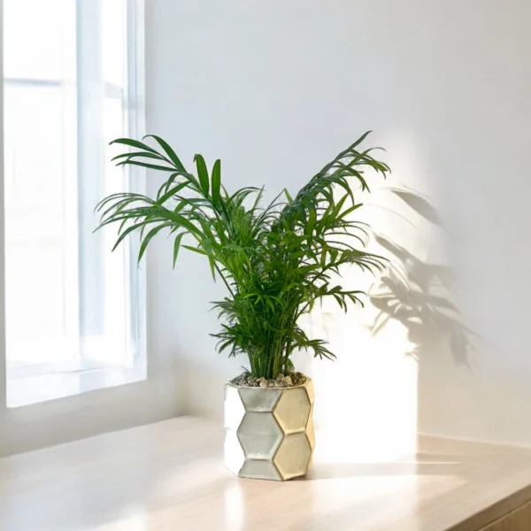 Bella Palm Potted