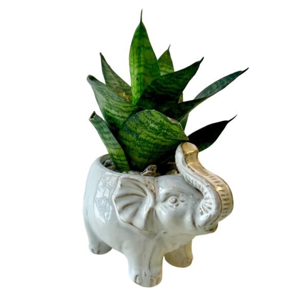 Elephant - Image 6