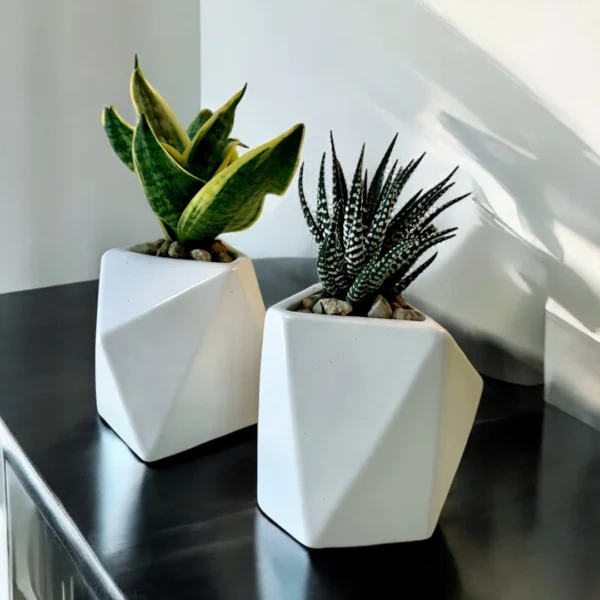 SUCCULENT IN GEO POT - Image 3