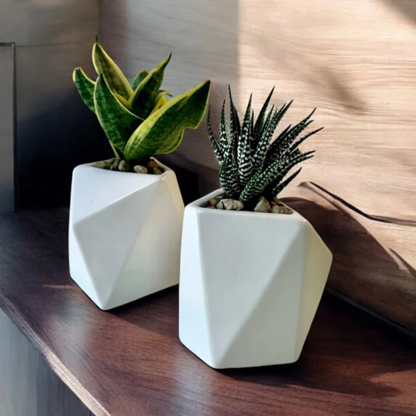 SUCCULENT IN GEO POT