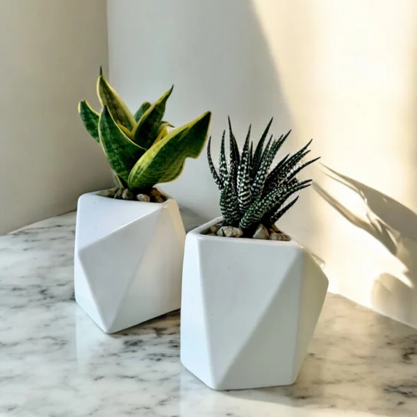 SUCCULENT IN GEO POT - Image 2