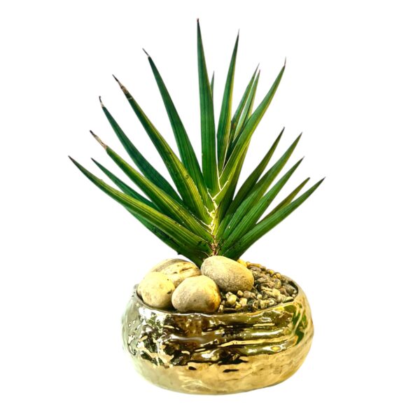 Potted Starfish Sansevieria - Image 2