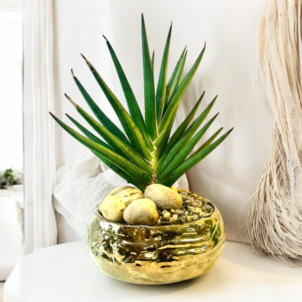 Potted Starfish Sansevieria