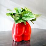 Santin Pothos in Golden Girl Booty