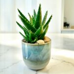 Aloe T-Rex Potted in Caribe Pot